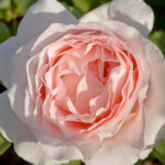 Rosal Andre Le Notre® Meilland