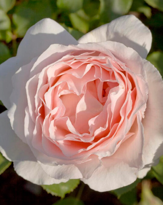 rosal-andre-le-notre-meilland-2