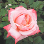 Rosal Arioso® Meilland