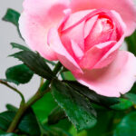 Rosal Arioso® Meilland