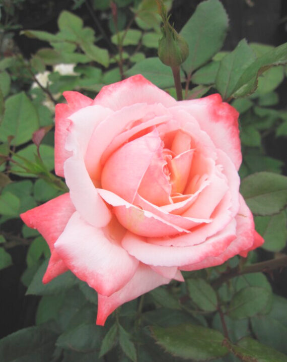 Rosal Arioso® Meilland