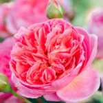 Rosal Boscobel David Austin