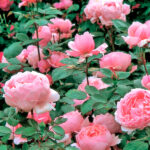 Rosal Brother Cadfael David Austin