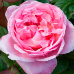 Rosal Brother Cadfael David Austin
