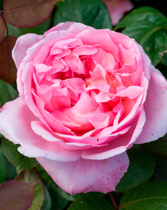 Rosal Brother Cadfael David Austin