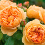 Rosal Carolyn Knight David Austin
