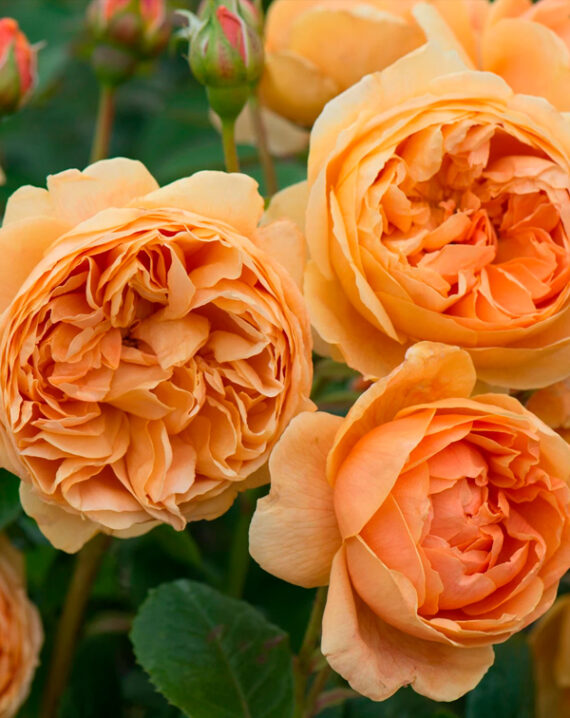 Rosal Carolyn Knight David Austin