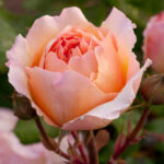 Rosal Princesse Charlene de Monaco® Meilland