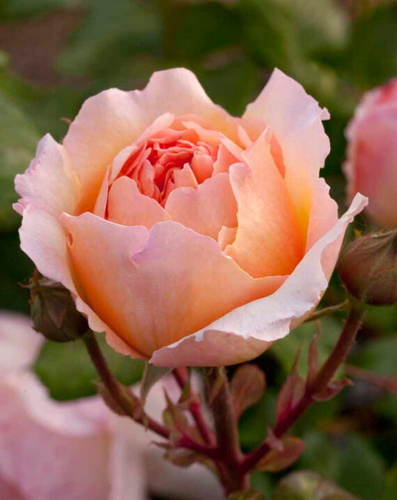Rosal Princesse Charlene de Monaco® Meilland