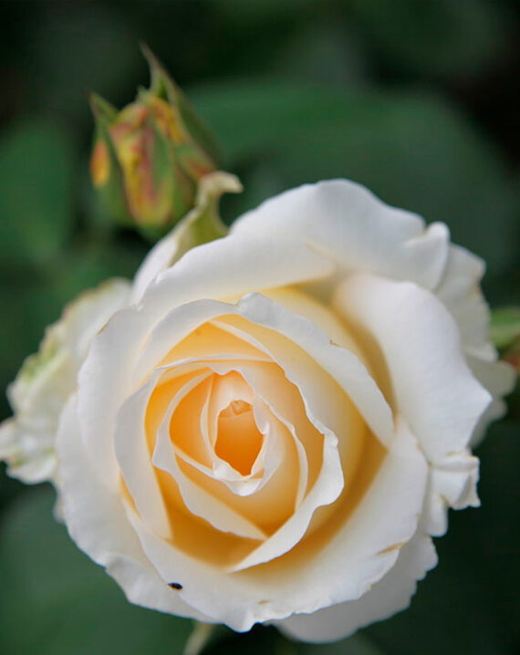 Rosal Chopin Plantas de Exterior