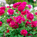 Rosal Darcey Bussell David Austin