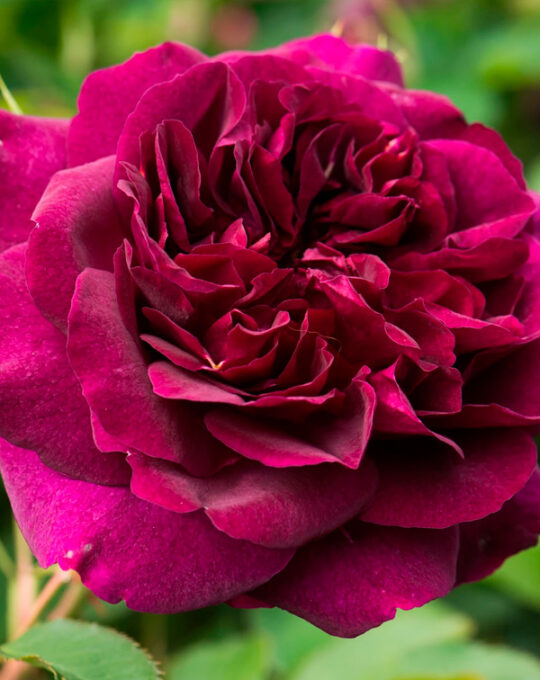 rosal-darcey-busell-david-austin-2