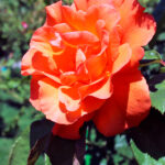 Rosal Doris Tysterman® Meilland