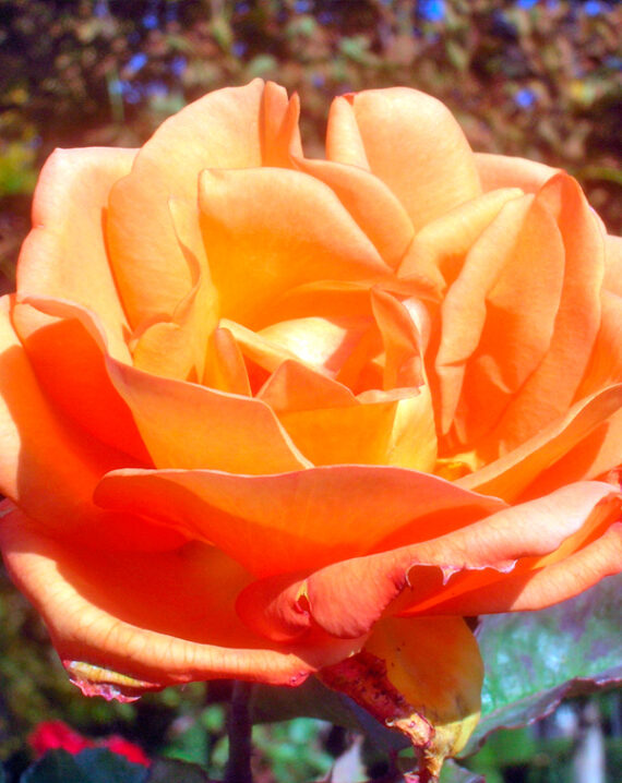 Rosal Doris Tysterman® Meilland