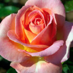 Rosal Elle® Meilland