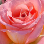 Rosal Elle® Meilland