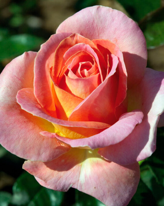 Rosal Elle® Meilland