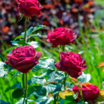 Rosal Falstaff David Austin