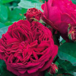 Rosal Falstaff David Austin