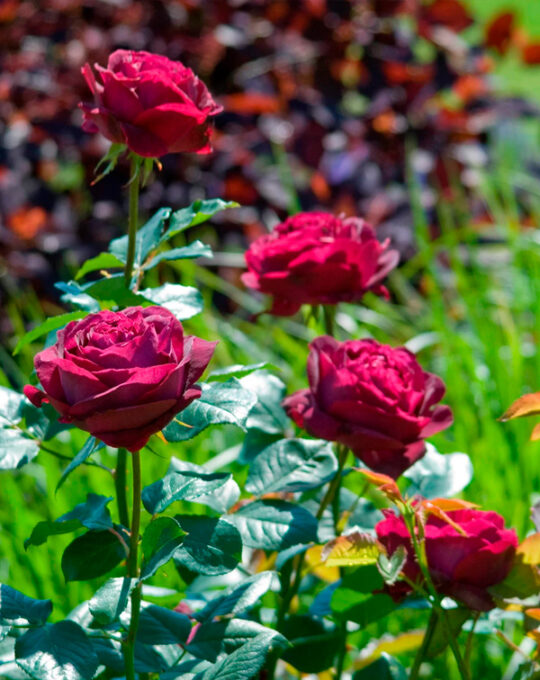 rosal-falstaff-david-austin