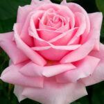 Rosal Frederic Mistral® Meilland