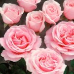Rosal Frederic Mistral® Meilland