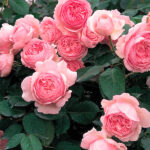 Rosal Geoff Hamilton David Austin