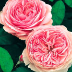 Rosal Geoff Hamilton David Austin