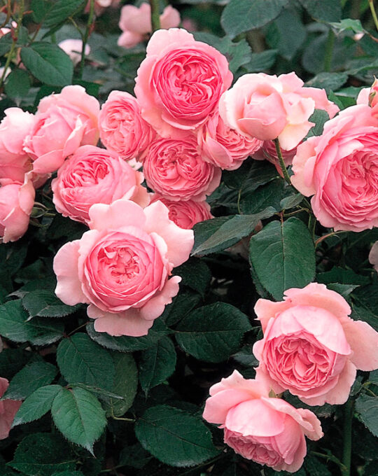 rosal-geoff-hamilton-david-austin