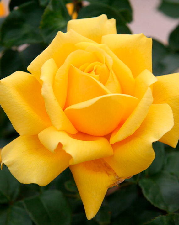 Rosal Gina Lollobrigida® Meilland