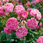 Rosal Harlow Carr David Austin
