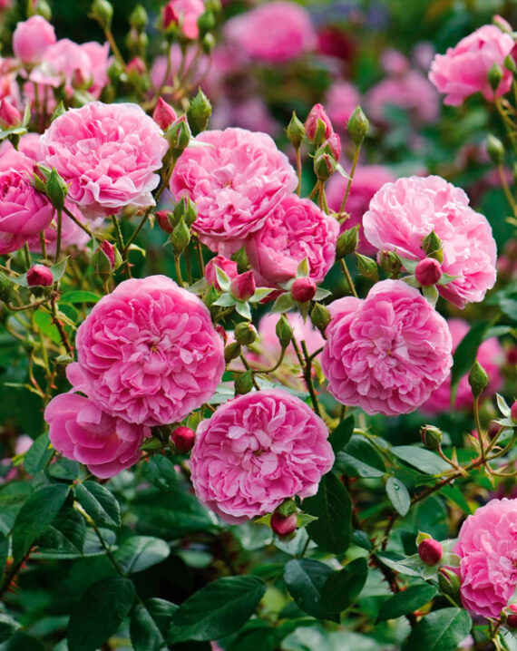 Rosal Harlow Carr David Austin