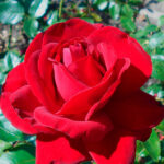 Rosal Ingrid Bergman