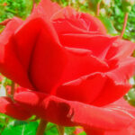 Rosal Ingrid Bergman