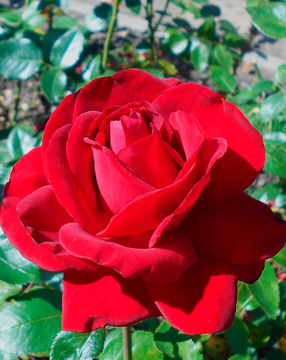 Rosal Ingrid Bergman