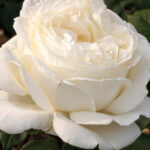 Rosal Jeanne Moreau® Meilland