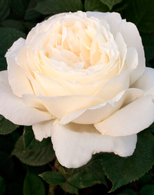 rosal-jeanne-moreau-meilland