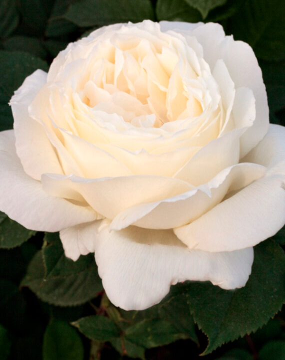 Rosal Jeanne Moreau® Meilland