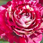 Rosal Julio Iglesias® Meilland