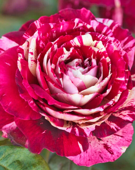 Rosal Julio Iglesias® Meilland