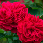Rosal LD Braithwaite David Austin