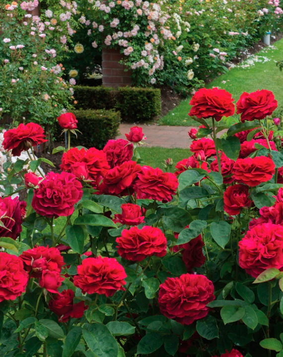 Rosal LD Braithwaite David Austin