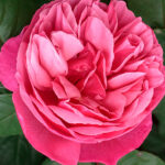 Rosal Line Renaud® Meilland