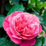 Rosal Line Renaud® Meilland