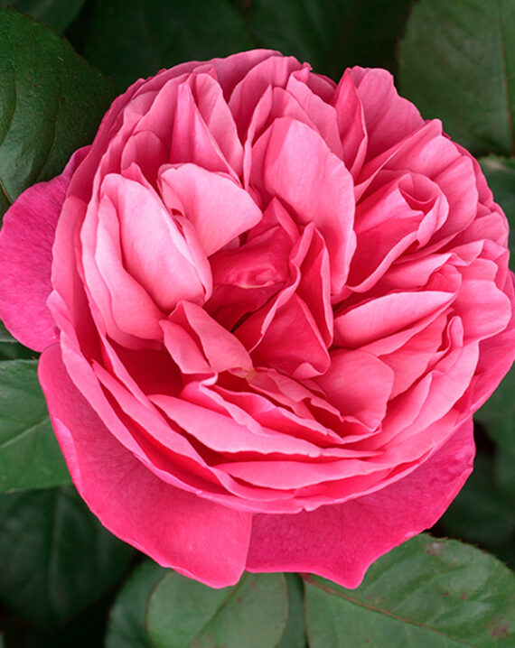 Rosal Line Renaud® Meilland
