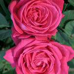 Rosal Lolita Lempicka® Meilland