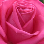 Rosal Lolita Lempicka® Meilland