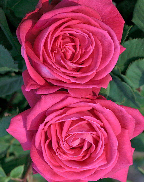 Rosal Lolita Lempicka® Meilland