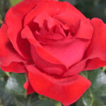 Rosal Magali® Meilland
