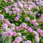 Rosal Olivia Rose Austin David Austin